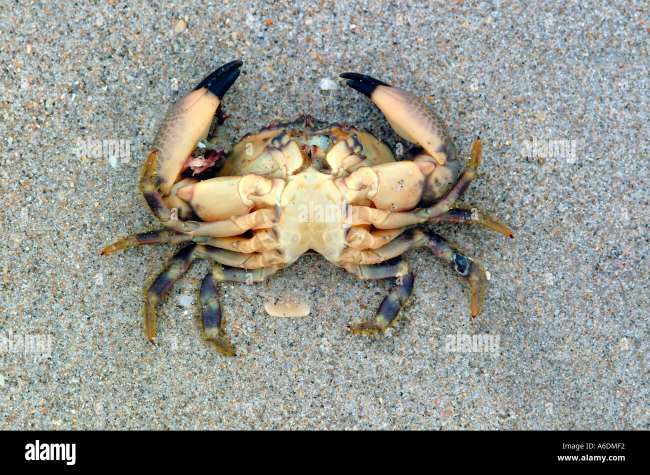 underside of dead washed up on beach stone crab Menippe mercenaria Stock Photo