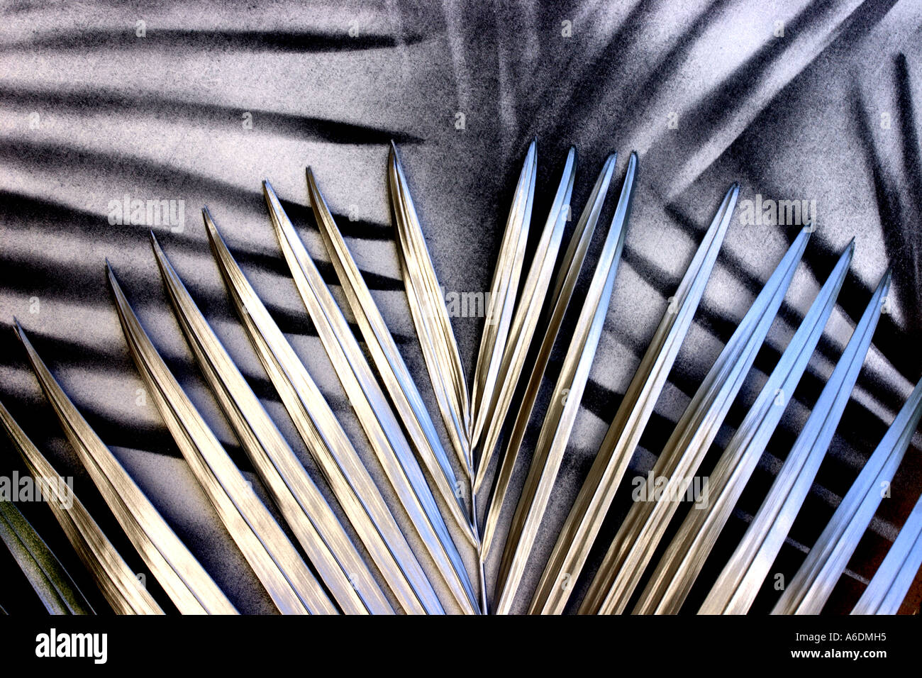 SILVER PALM FROND BAPDB5965 Stock Photo Alamy