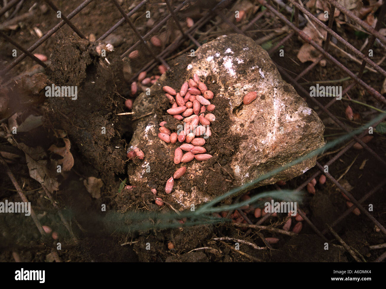PEANUTS AS BAIT IN A BADGER TRAP SET IN WOODLAND WILTSHIRE UK
