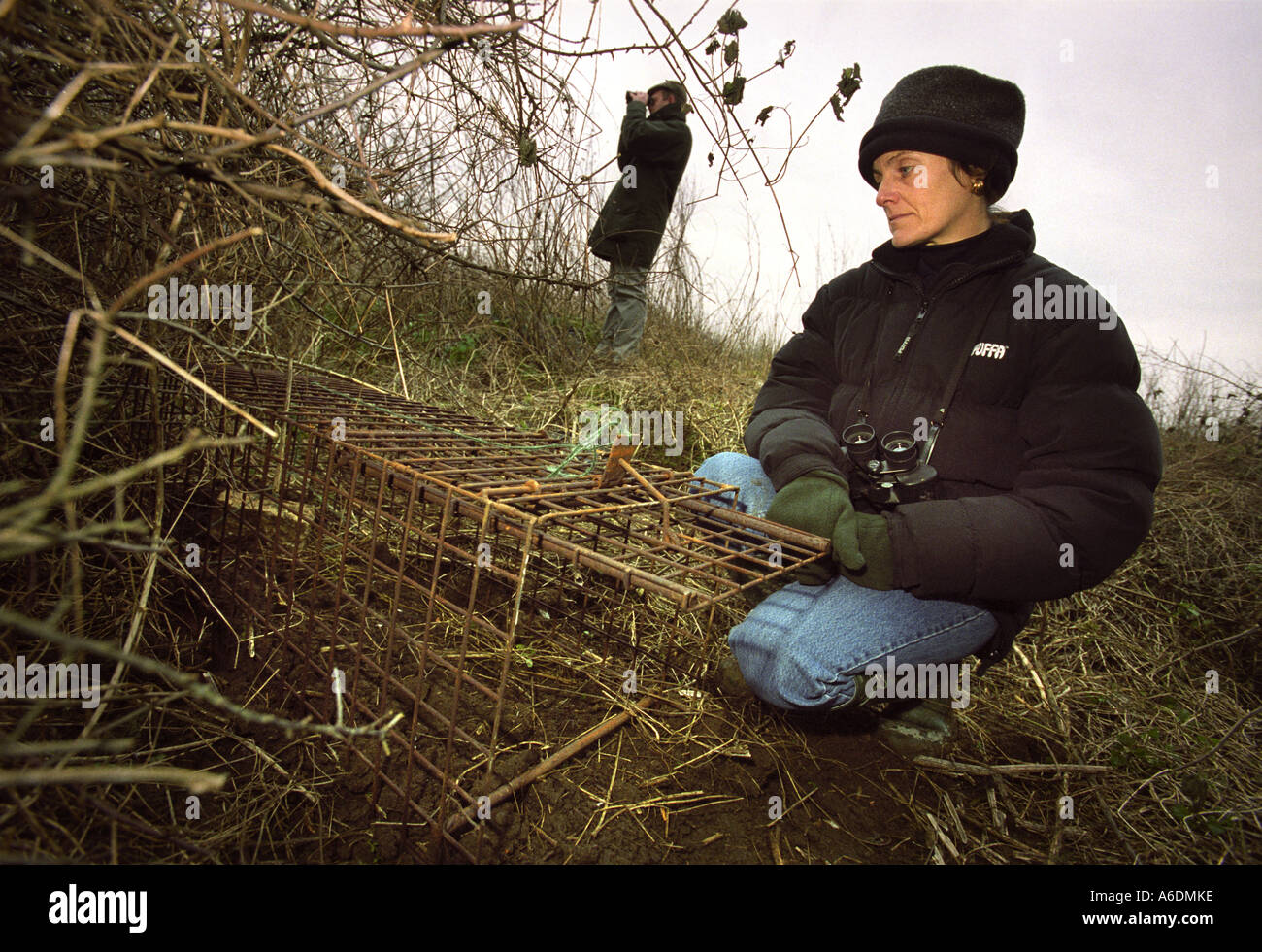 WILDLIFE CONSULTANTS MALCOLM CLARK AND SUE BOYES KORKIS WITH A BADGER