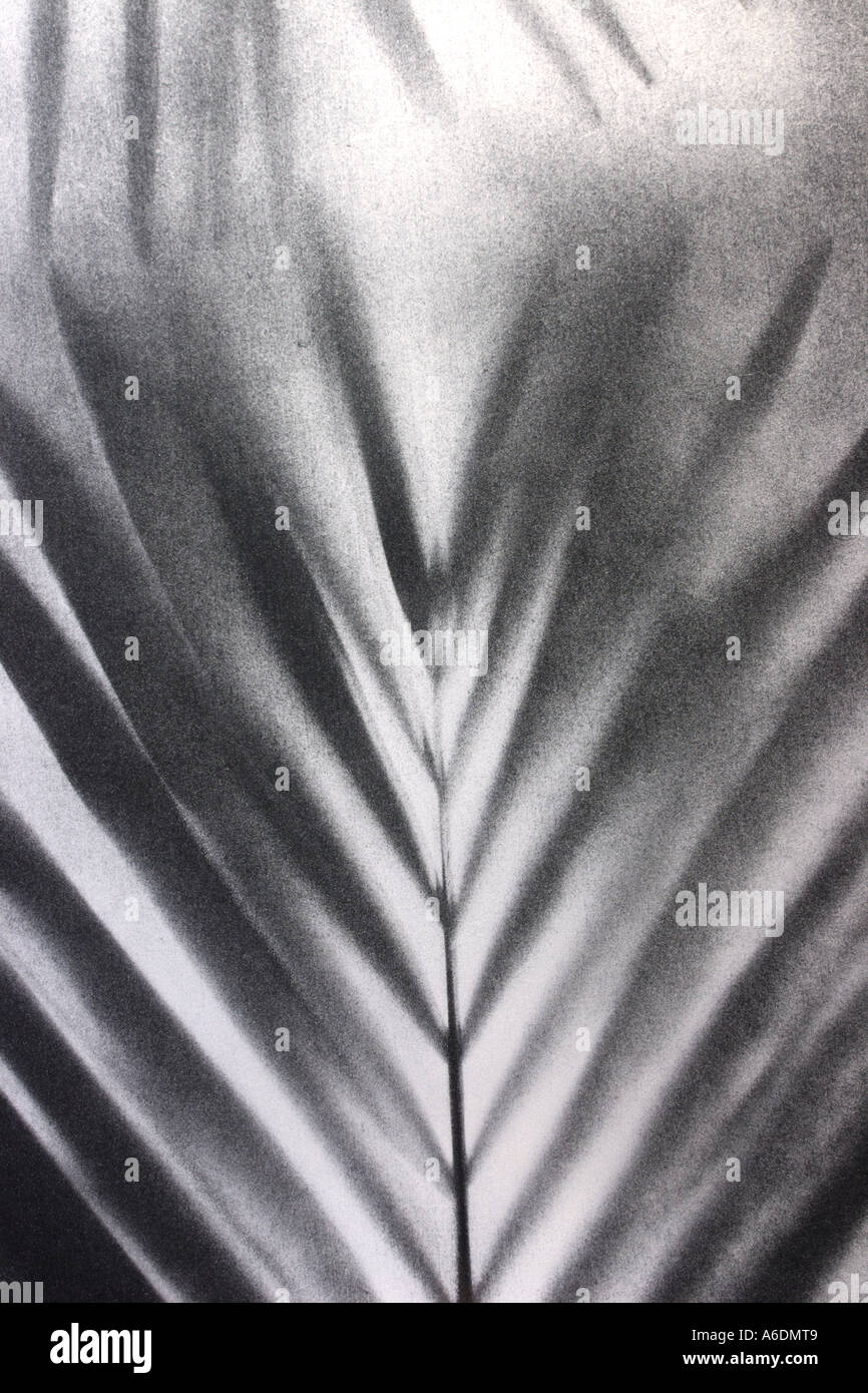 BLACK AND SILVER PALM FROND BAPDB5975 Stock Photo Alamy