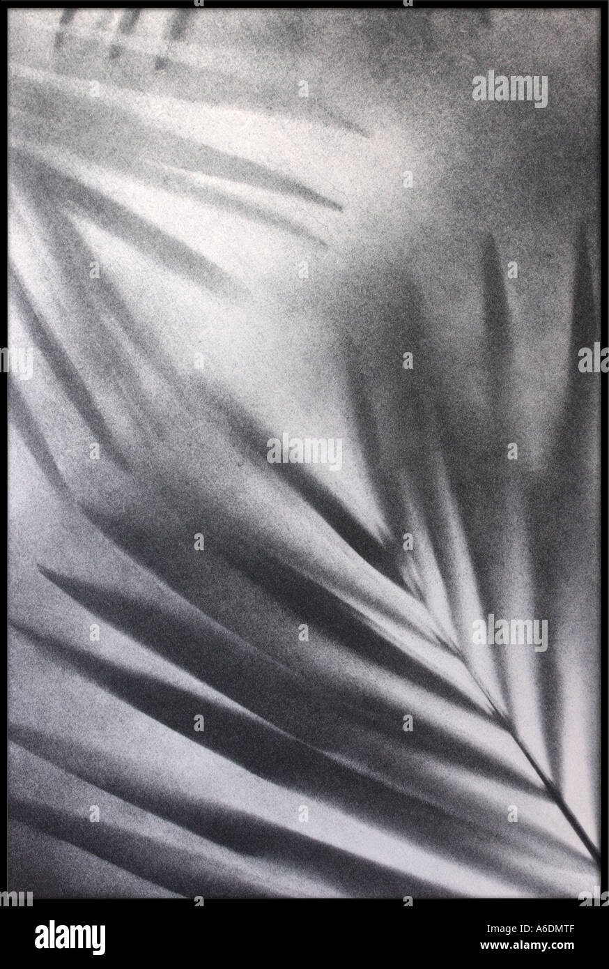 BLACK AND SILVER PALM FROND BAPDB5976 Stock Photo Alamy