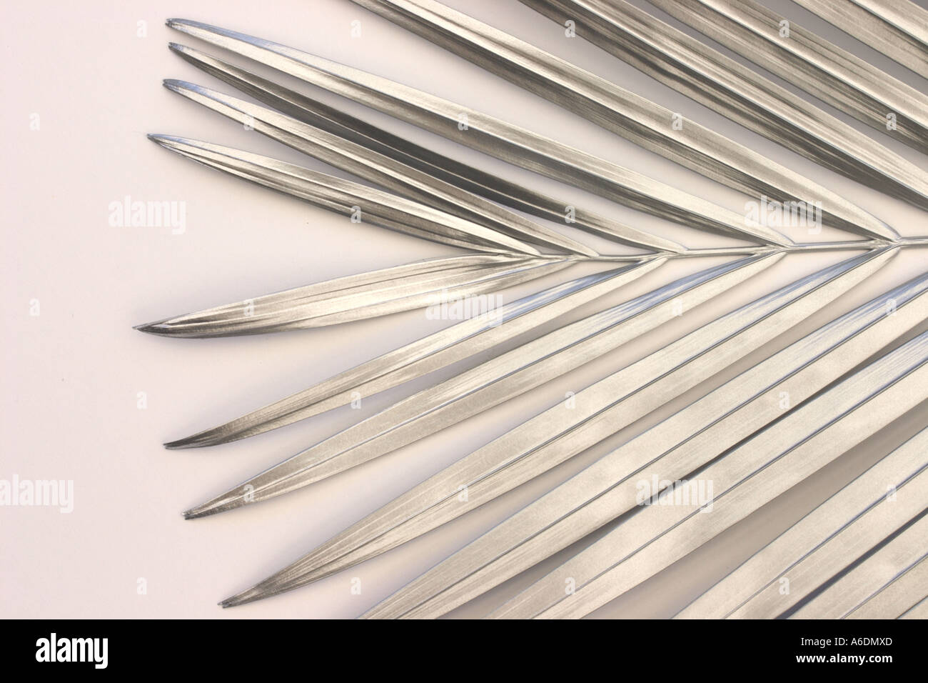 SILVER PALM FROND WHITE BACKGROUND HORIZONTAL BAPDB5979 Stock Photo Alamy
