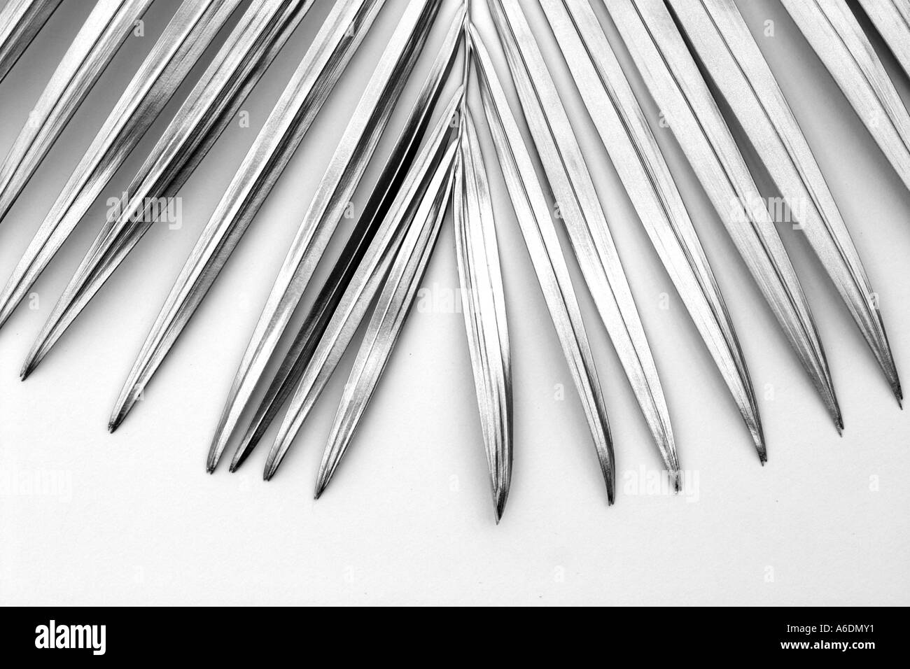 SILVER PALM FROND WHITE BACKGROUND HORIZONTAL BAPDB5980 Stock Photo Alamy