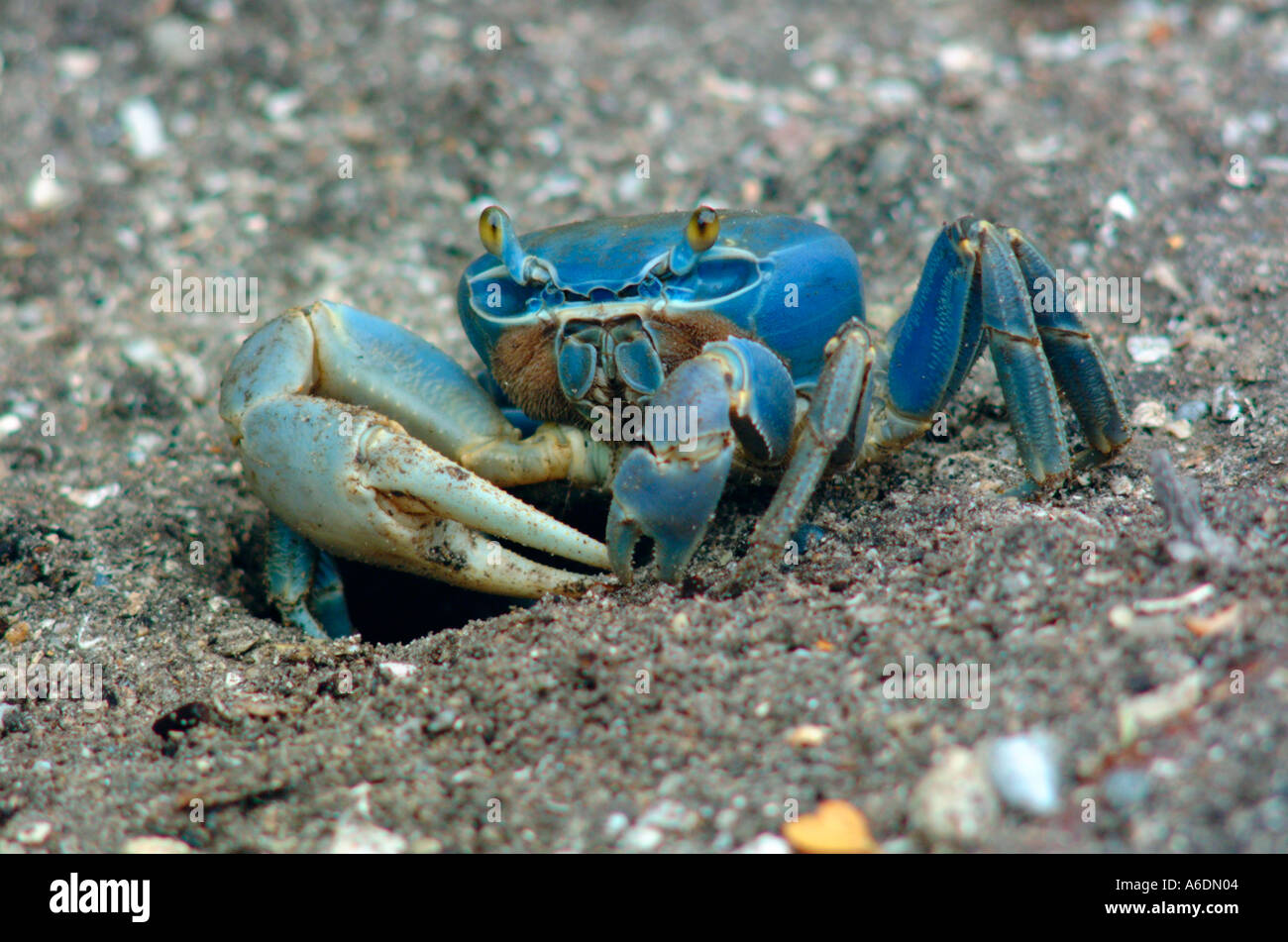 Great land crab Cardisoma guanhumi crustacean class crabs exoskeleton ...