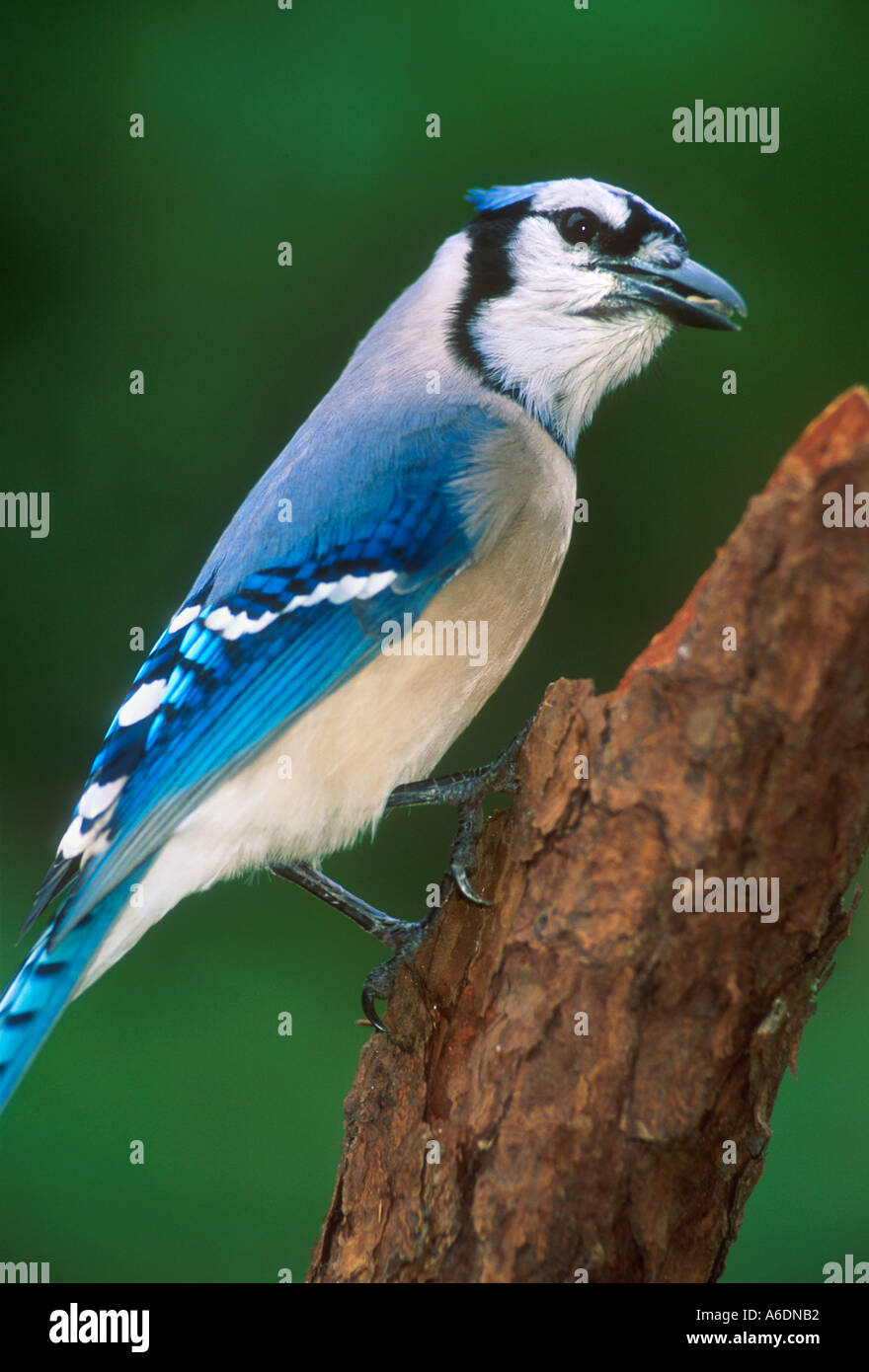 Blue Jay Cyanocitta Cristata South Florida Wildlife Birds Song Stock Photo Alamy