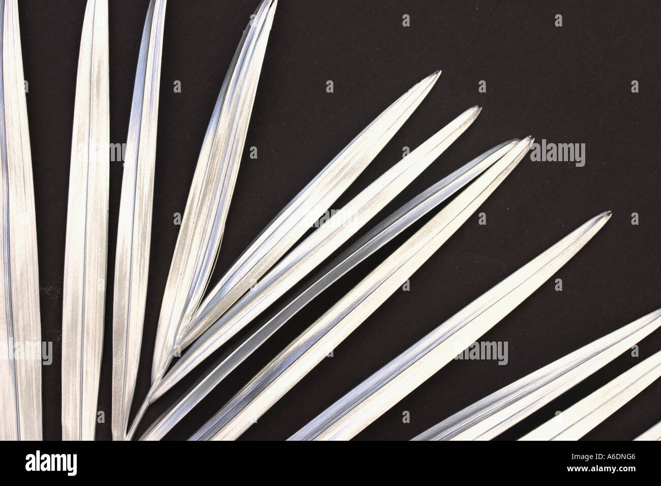 SILVER PALM FROND BLACK BACKGROUND HORIZONTAL BAPDB5985 Stock Photo Alamy