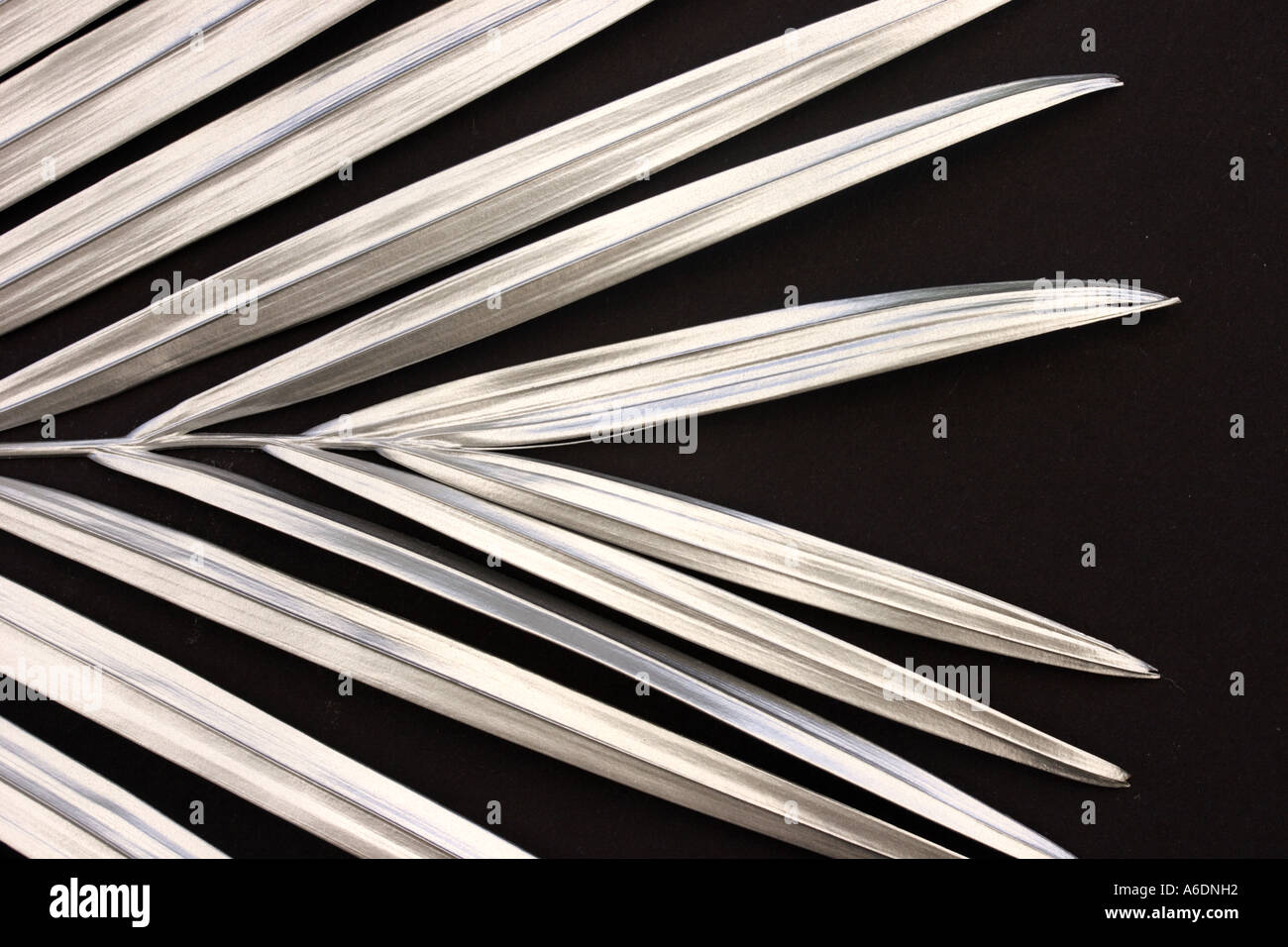 SILVER PALM FROND BLACK BACKGROUND HORIZONTAL BAPDB5989 Stock Photo Alamy