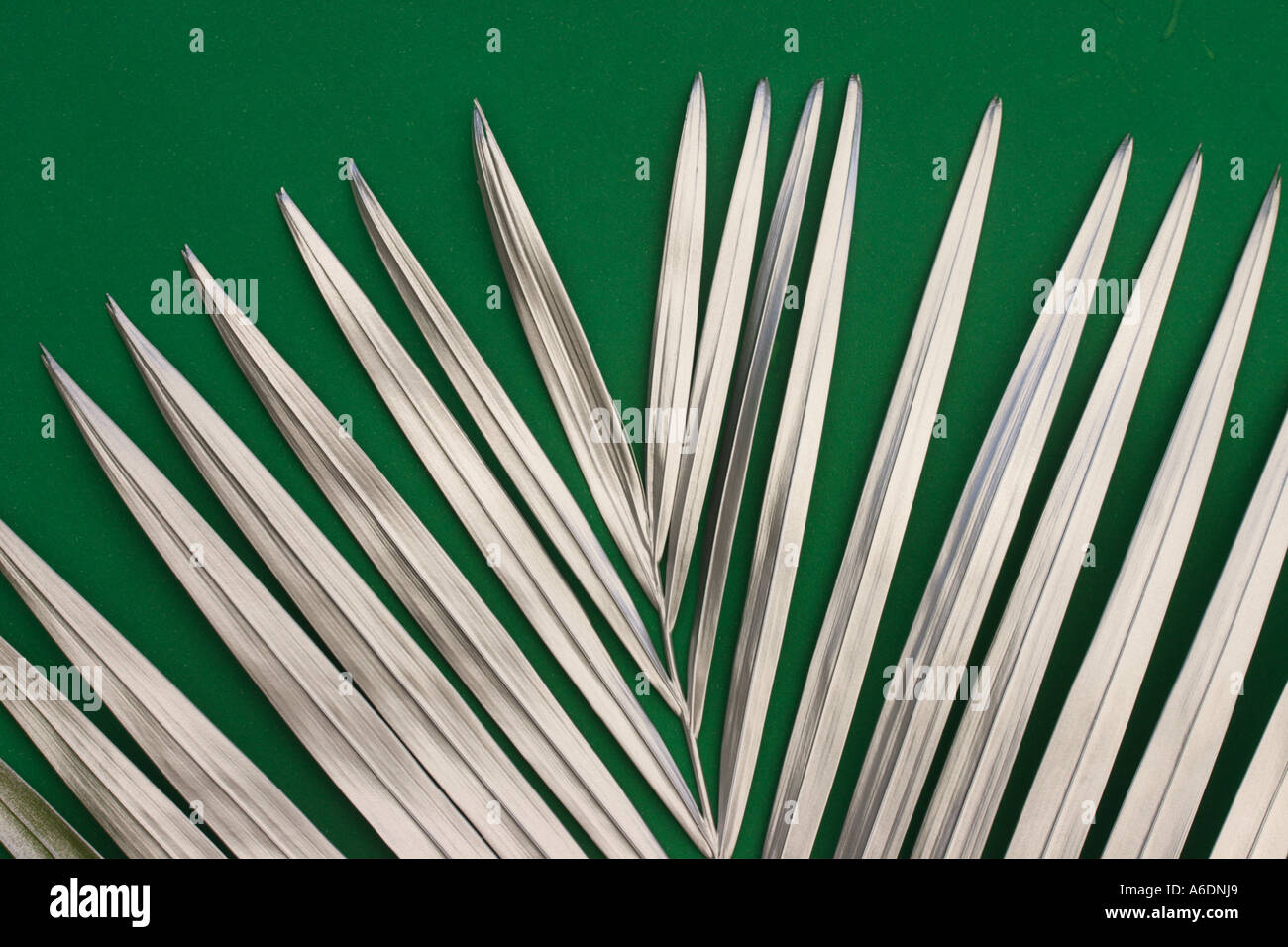 Silver palm frond white background hires stock photography and images