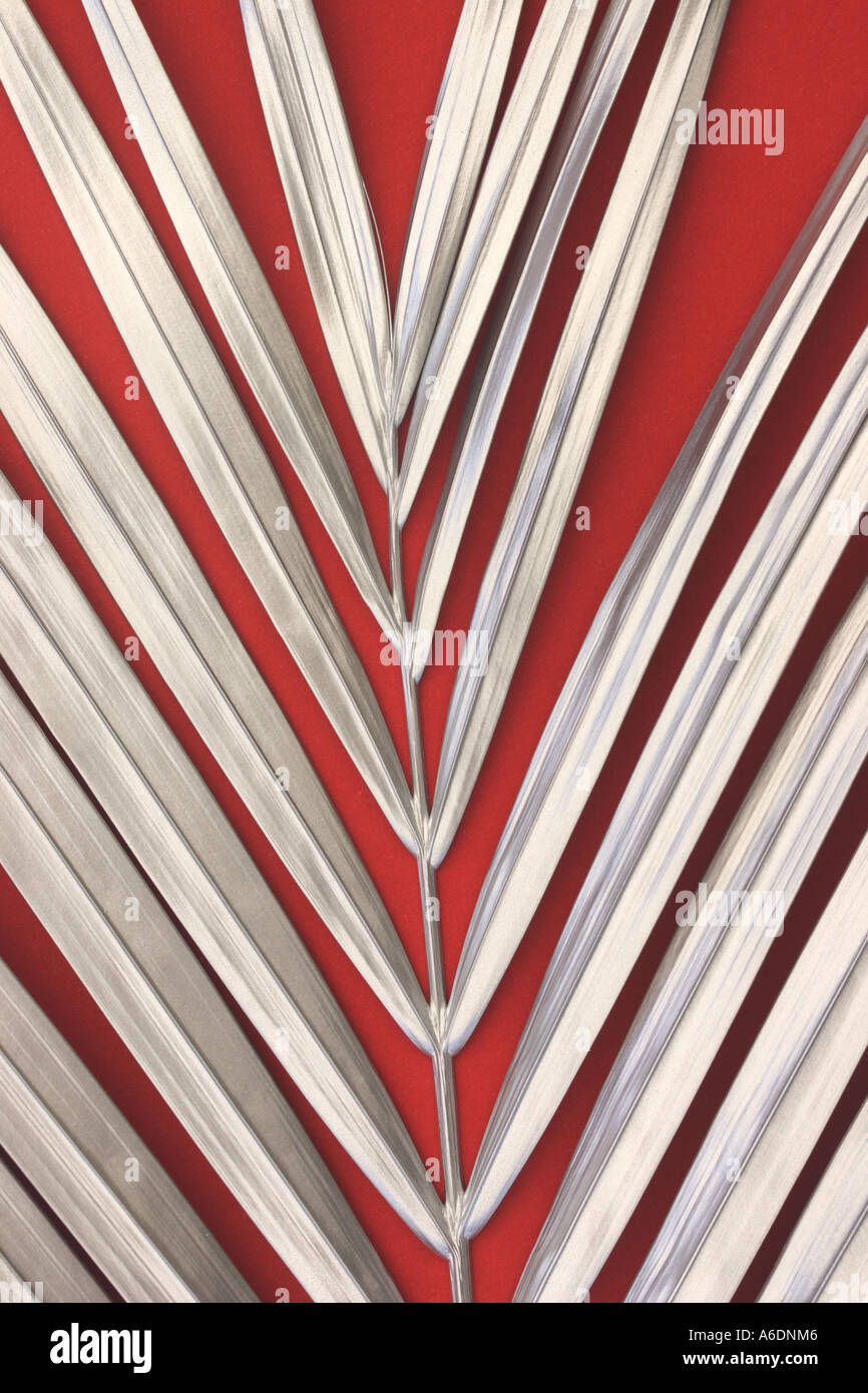 SILVER PALM FROND RED BACKGROUND BAPDB 6003 Stock Photo Alamy