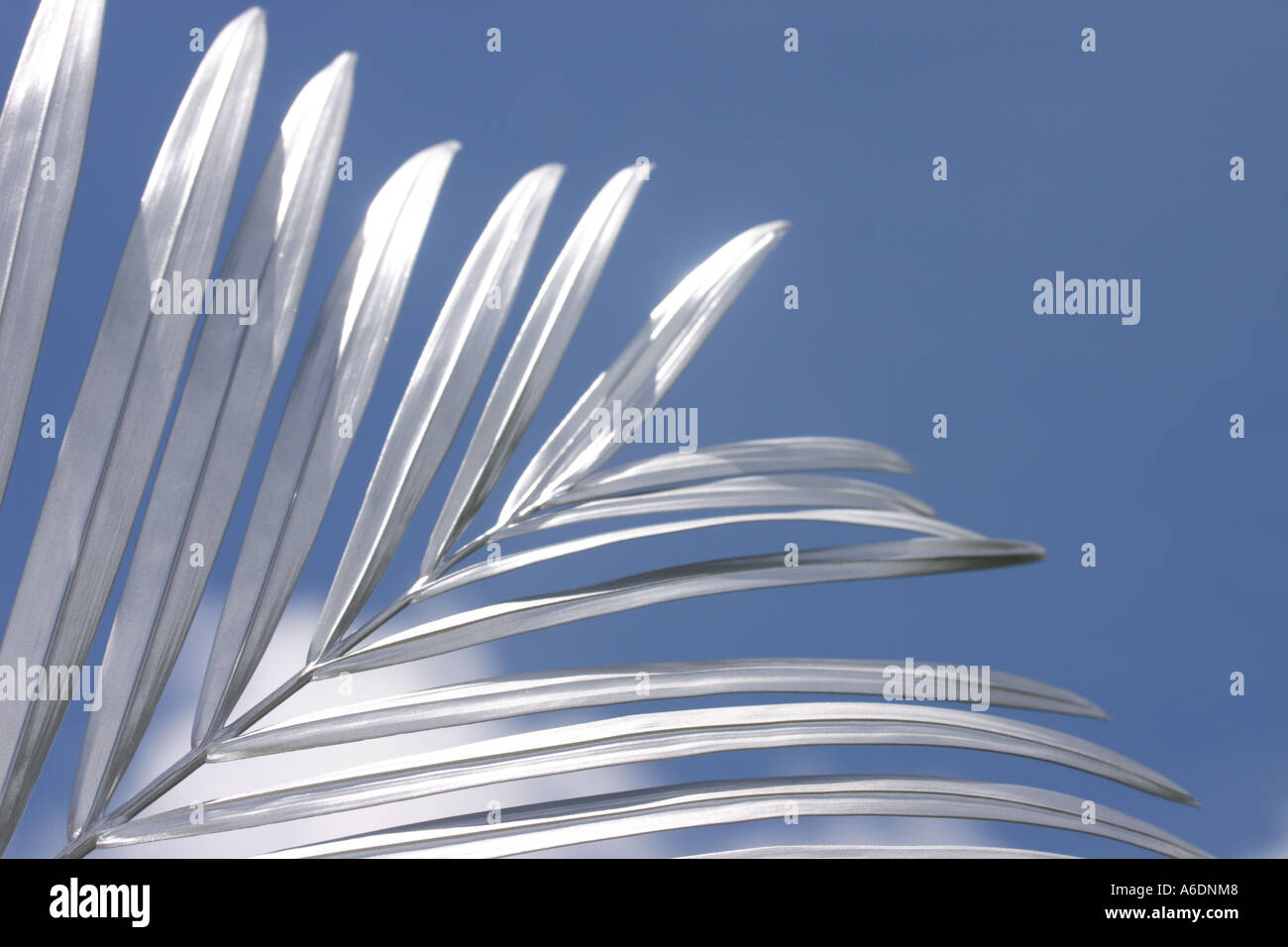 SILVER PALM FROND BLUE BACKGROUND BAPDB 6004 Stock Photo Alamy