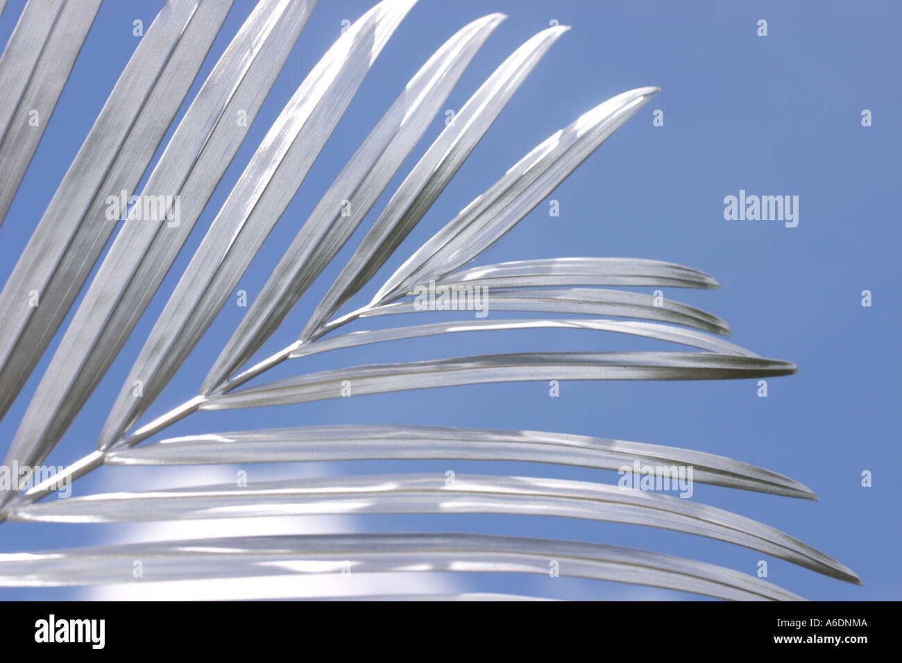 Silver palm frond white background hires stock photography and images