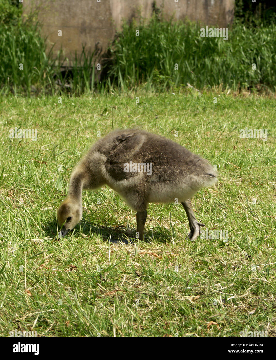 Canada goose chick pecking at grass. Stock Photo