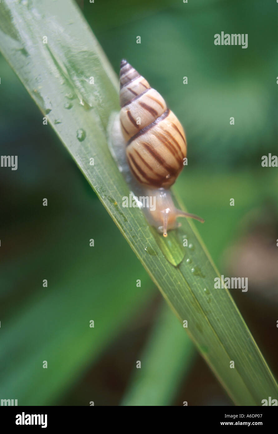 Florida tree snail Liguus fasciatus snails Stock Photo Alamy