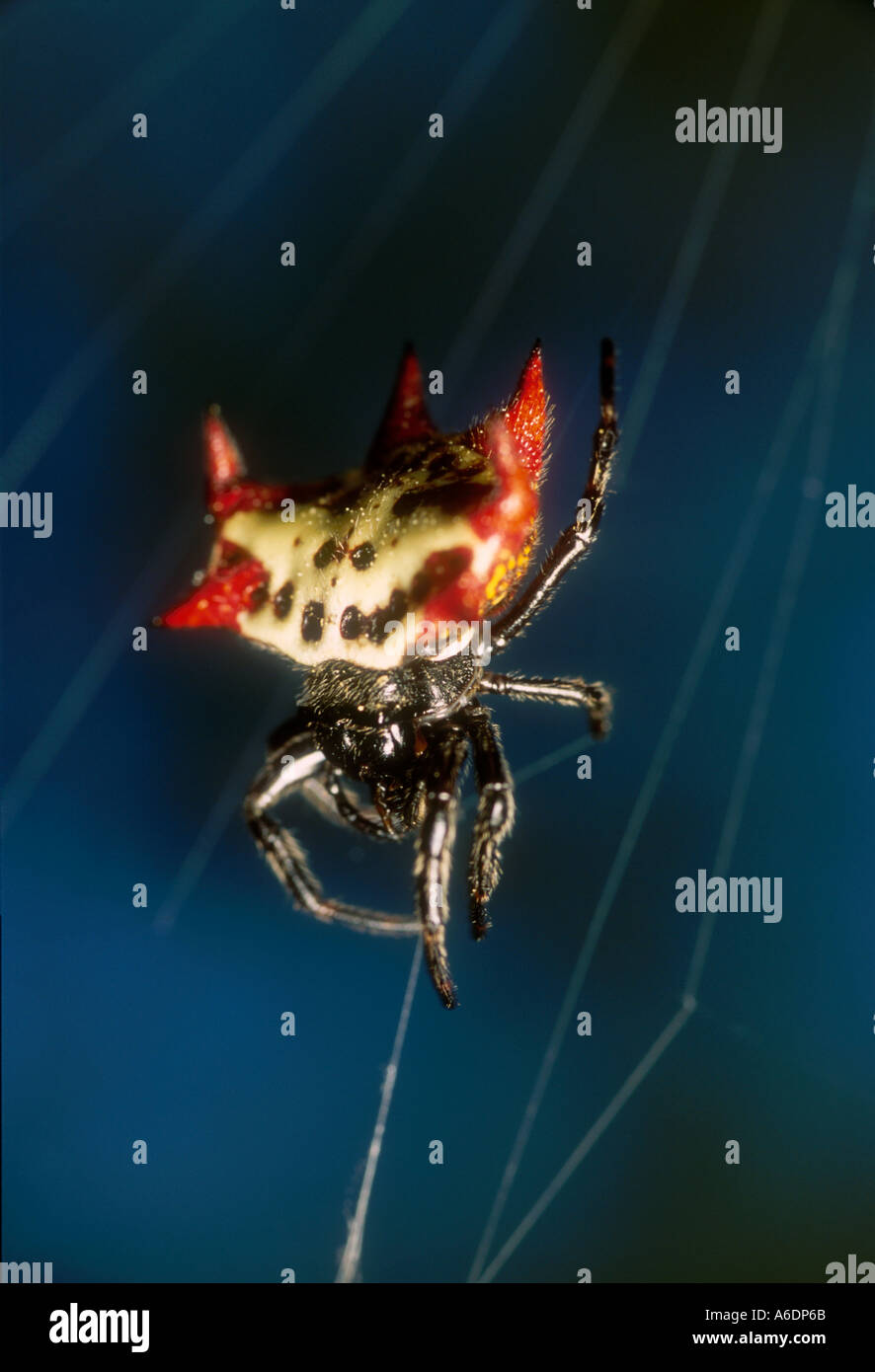 crab like spiny orb weaver Gasteracantha cancriformis spiders bugs Stock Photo Alamy