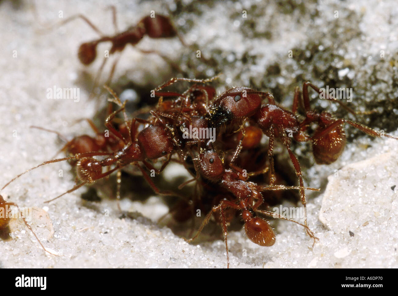 harvester ants insects bugs communicating working together Stock Photo