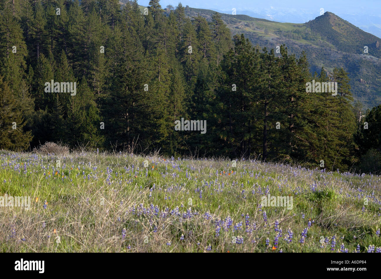 Los Padres National Forest Stock Photo