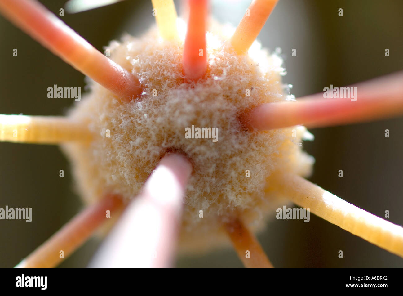 Alien cactus hi-res stock photography and images - Alamy