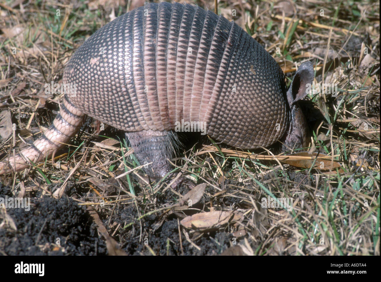 Armadillo dasypus novemcinctus hi-res stock photography and images - Alamy