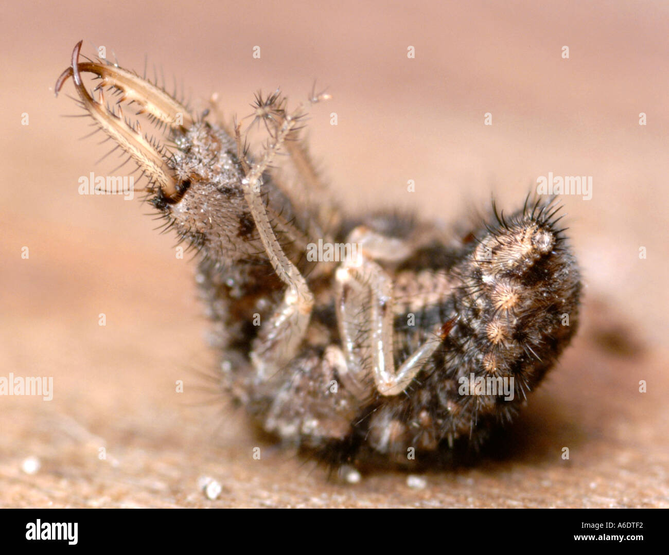 ant lion larva, doodlebug - Myrmeleon 