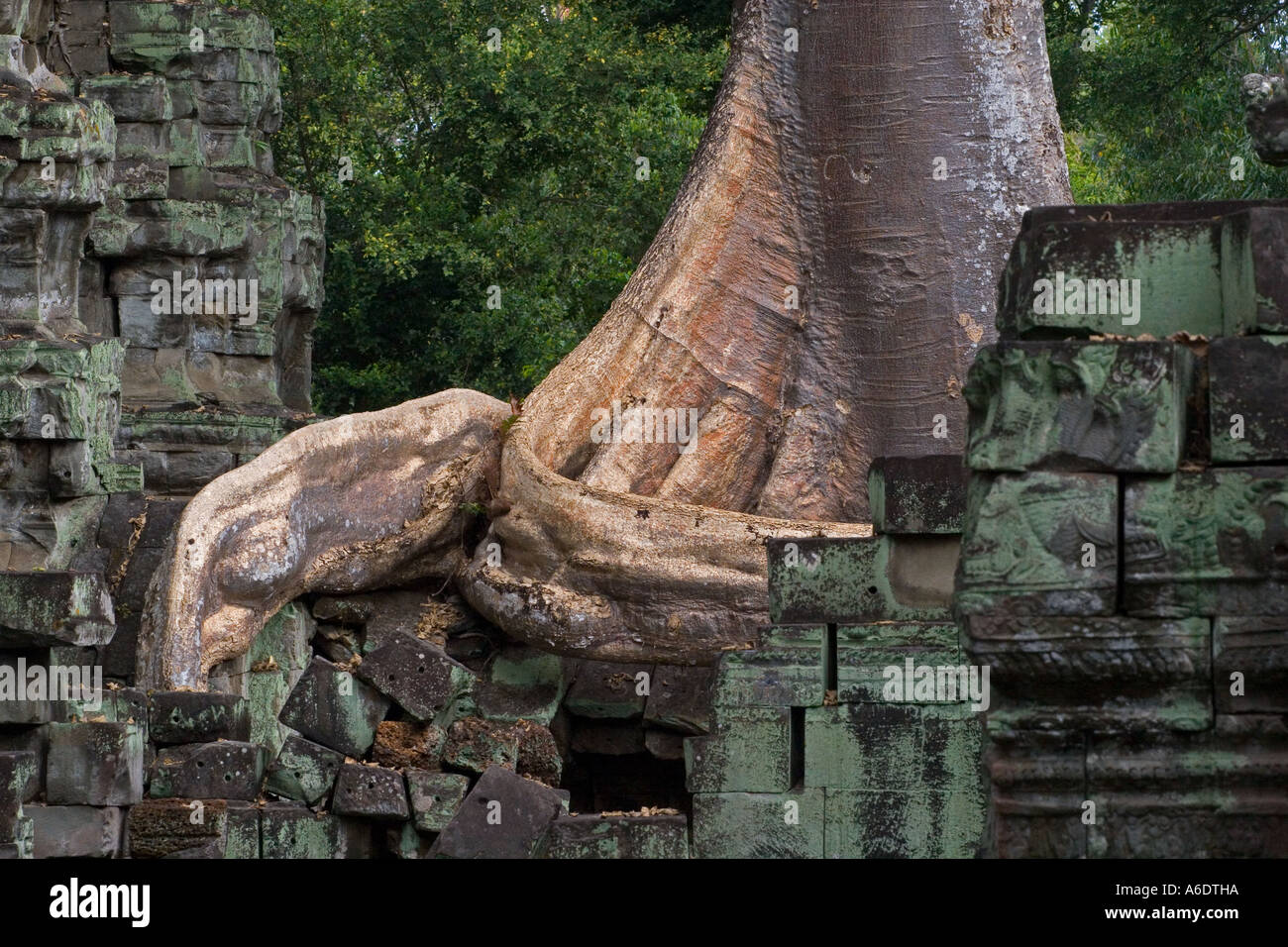 Silk cotton or kapok tree roots Ceiba Pentandra invades the Khmer ruins of Ta Prohm at the