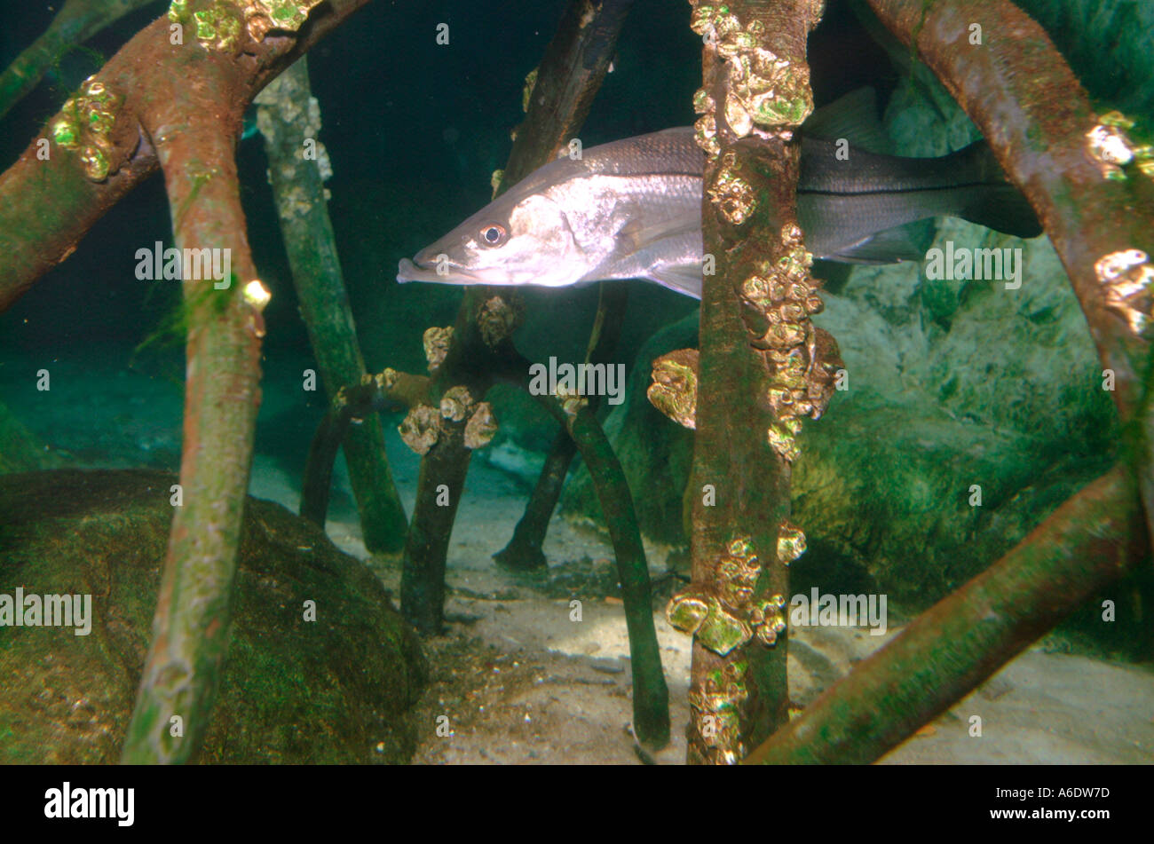 snook Centropomus undecimalis among red mangrove Rhizophora mangle roots Stock Photo