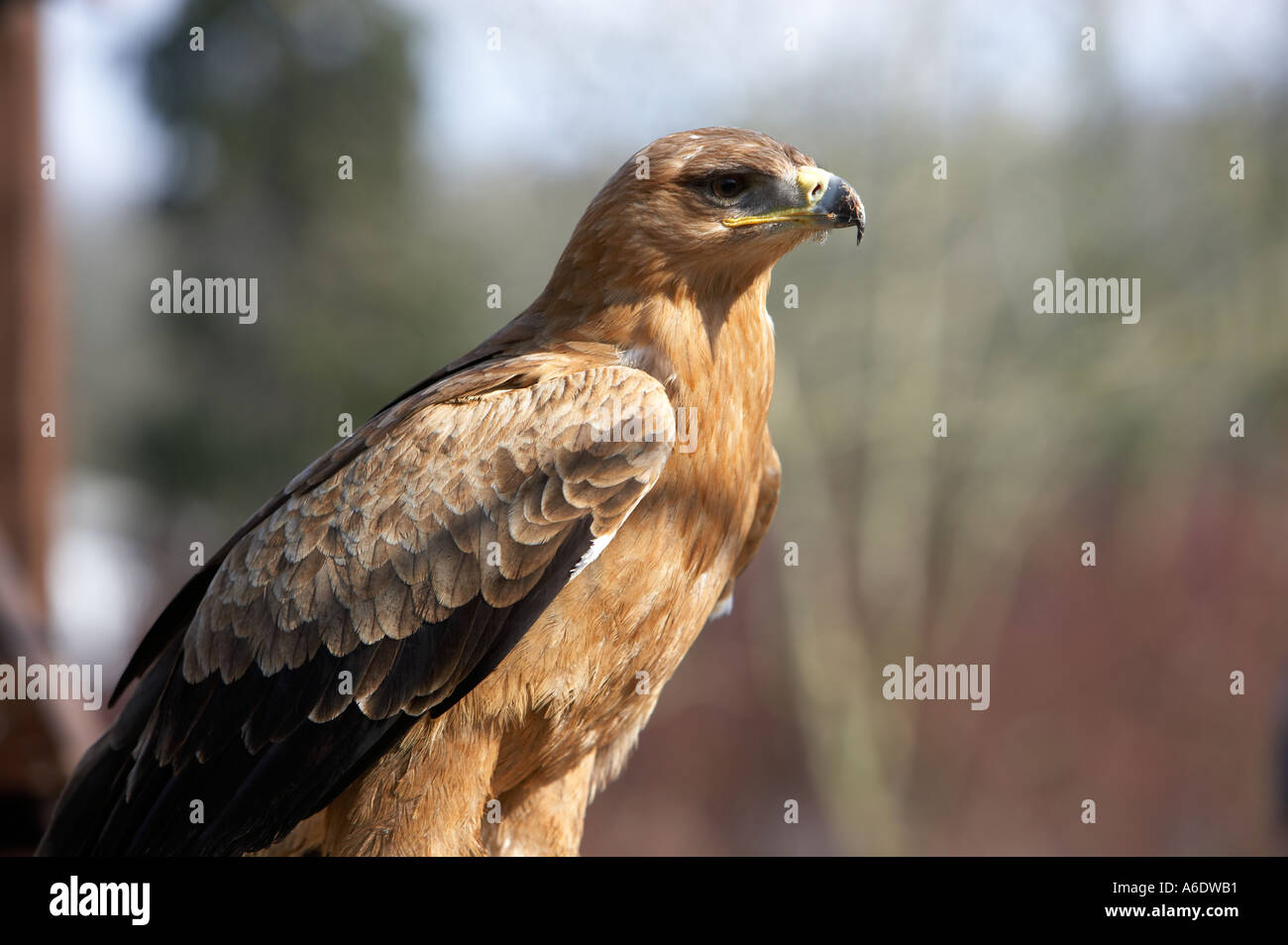 Golden Eagle Aquila Chrysatos At The Welsh Hawking Centre