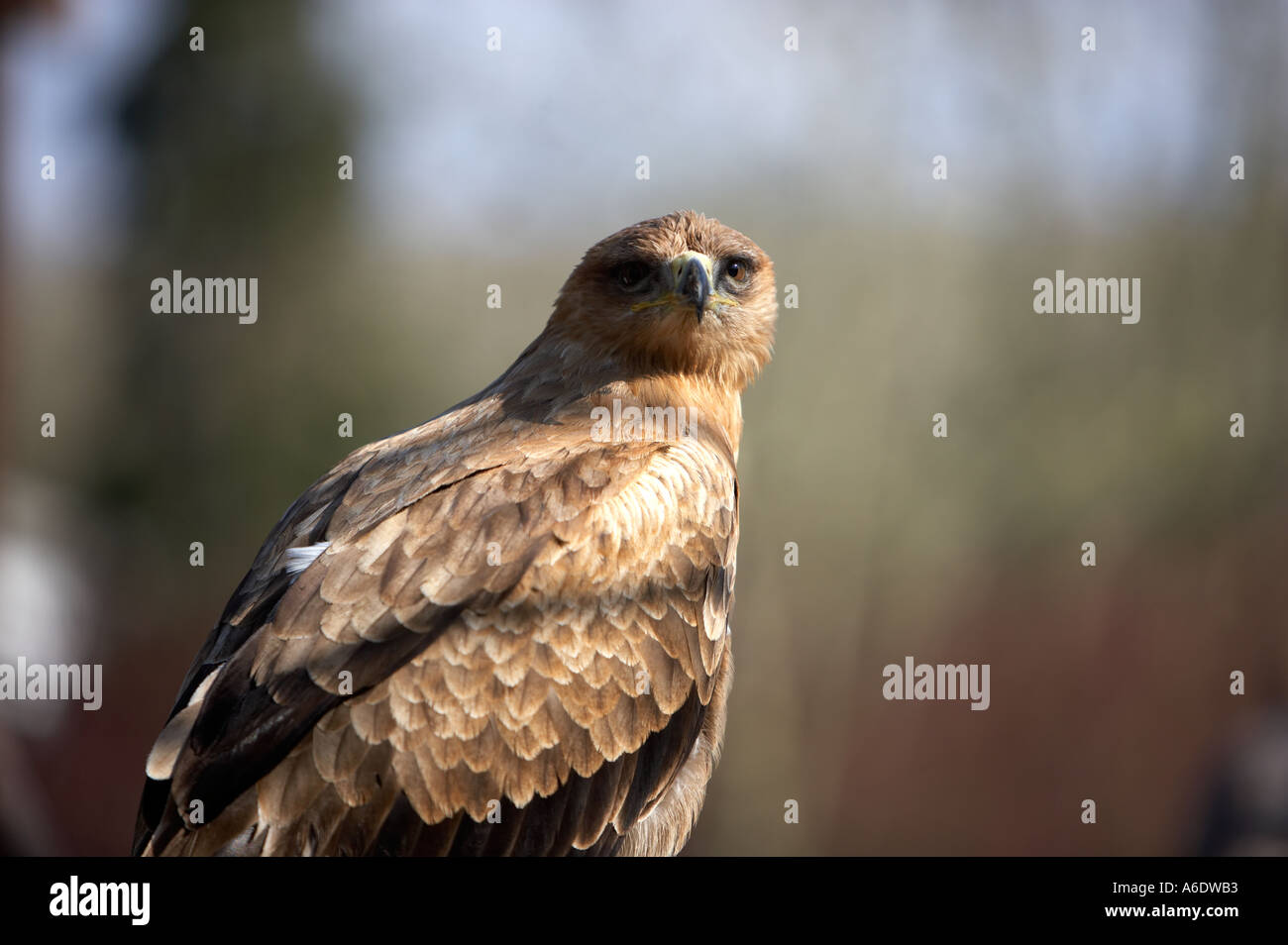 Bird Prey Welsh Hawking Centre Stock Photos Bird Prey