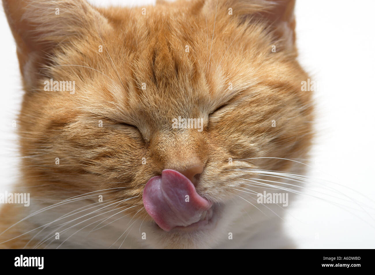 Adult female Ginger cat (Felis catus) licking her lips. Plain white background Stock Photo