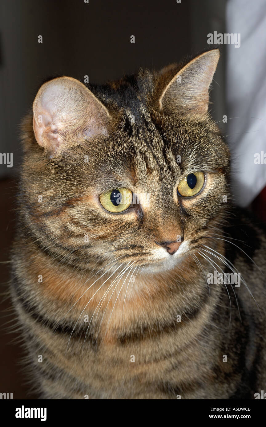 Domestic Cat (Felis silvestris catus) Stock Photo