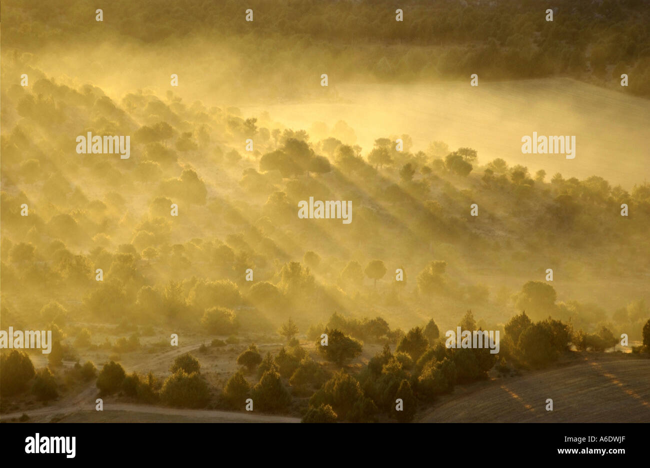 landscape, sunset, fog and trees Stock Photo - Alamy