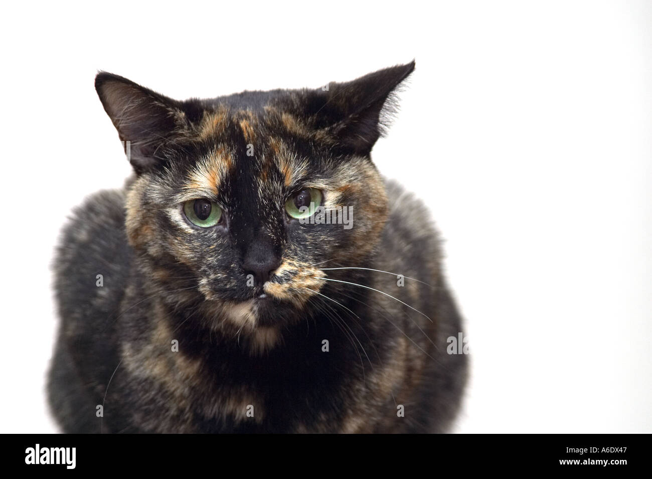 Female tortoiseshell cat looking directly at camera and against a plain ...