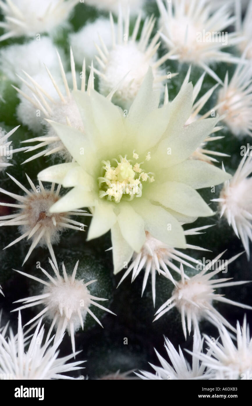 Mammillaria Gracilis Stock Photos & Mammillaria Gracilis Stock Images ...