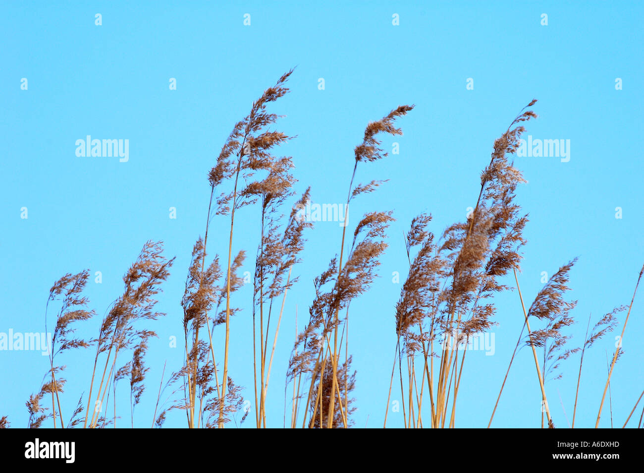 Reeds growing in the Newport Wetlands National Nature Reserve at ...