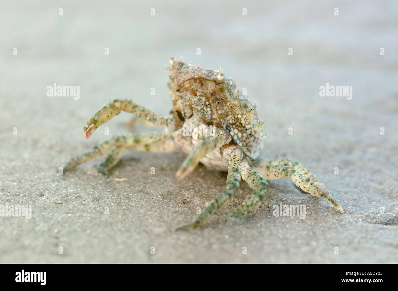 Juvenile spider crab Immature Indian River Lagoon Saint Lucie Estuary