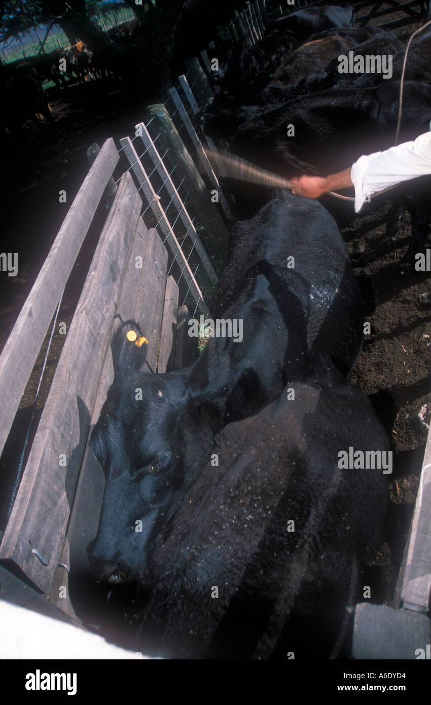 Cattle ranch workers at Cordoba Argentina Stock Photo Alamy