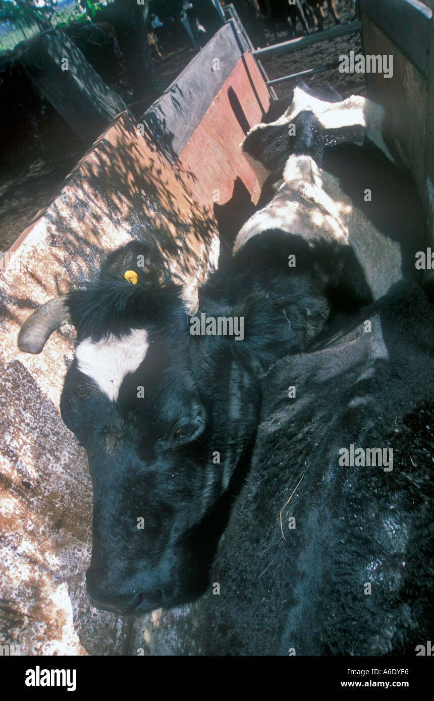 Cattle ranch workers at Cordoba Argentina Stock Photo Alamy