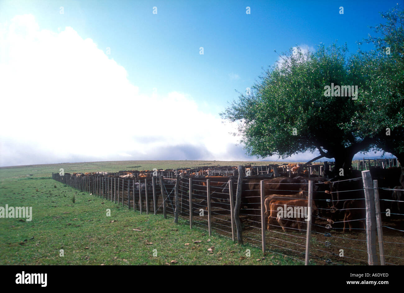 Cattle ranch workers at Cordoba Argentina Stock Photo Alamy