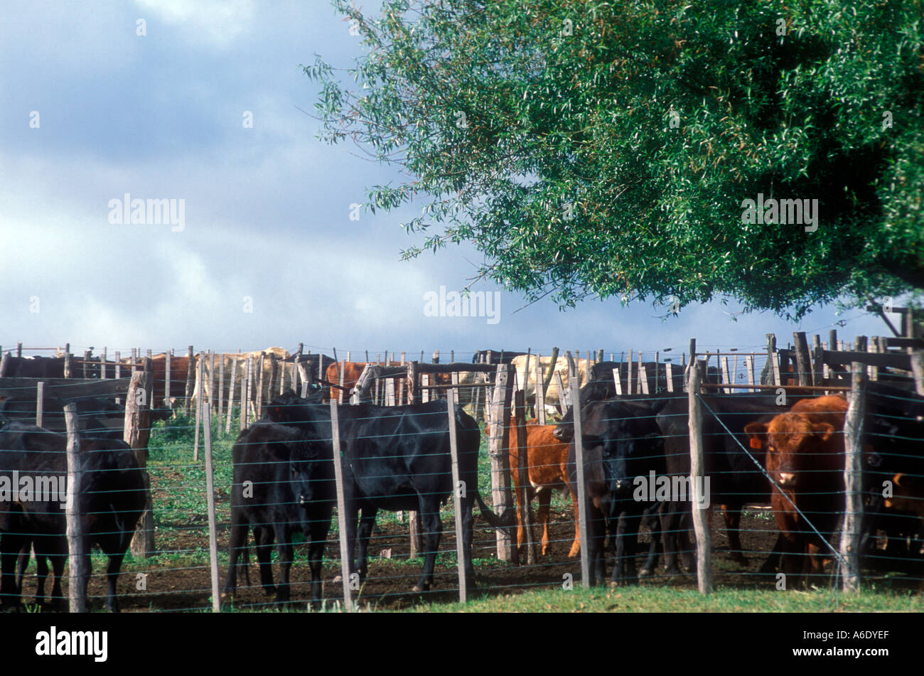 Cattle ranch workers at Cordoba Argentina Stock Photo Alamy