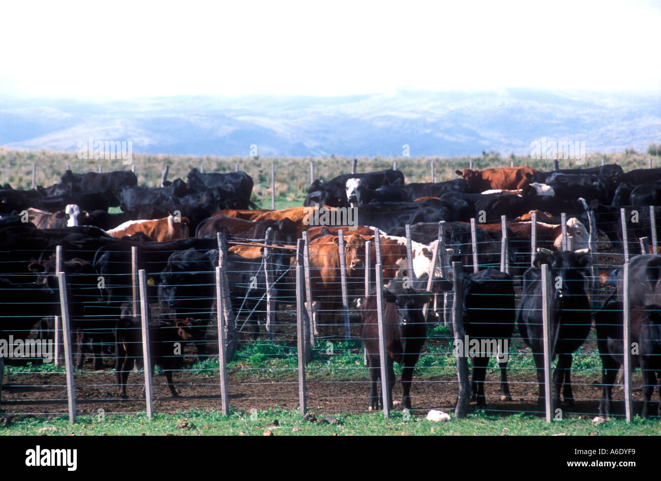 Cattle ranch workers at Cordoba Argentina Stock Photo Alamy
