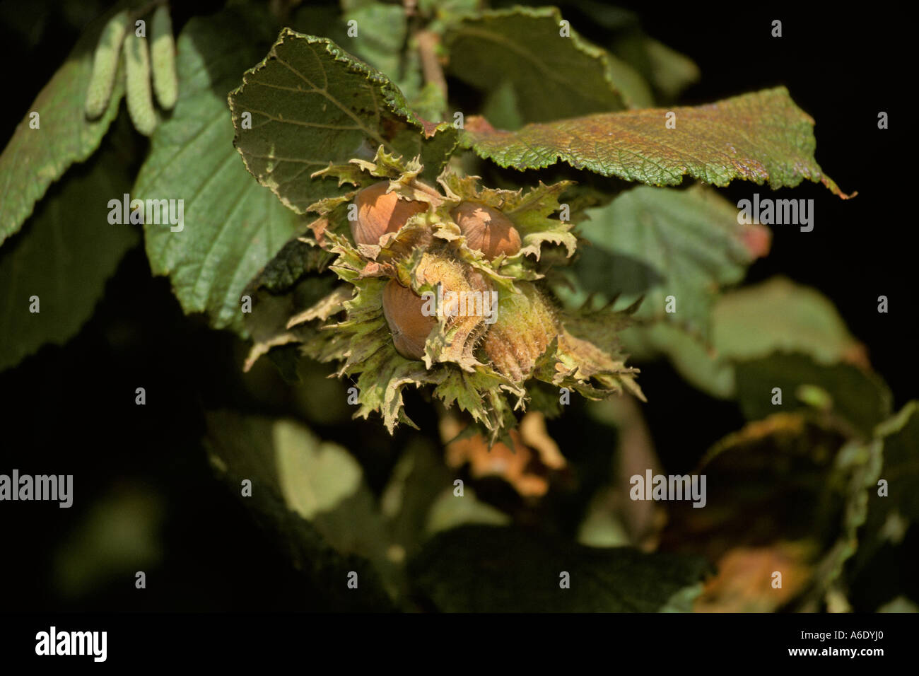 Newberg oregon hires stock photography and images Alamy