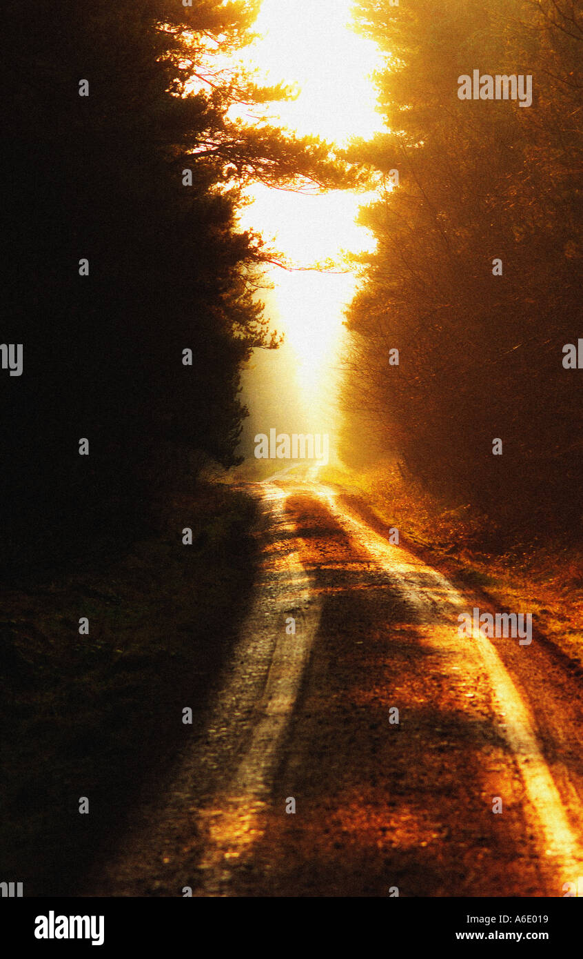 track leading between trees with golden sunlight Stock Photo