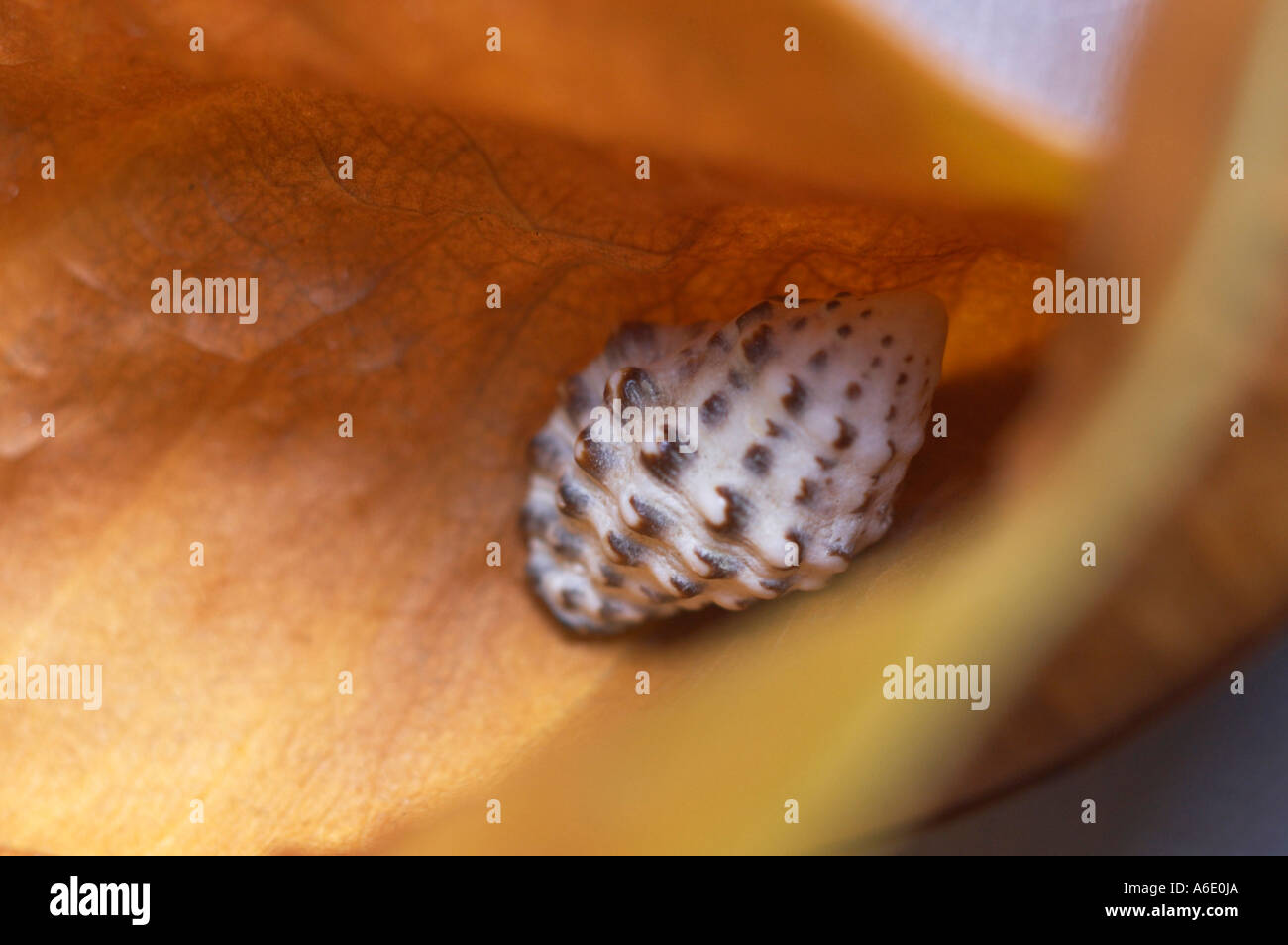 Shell lying hi-res stock photography and images - Alamy
