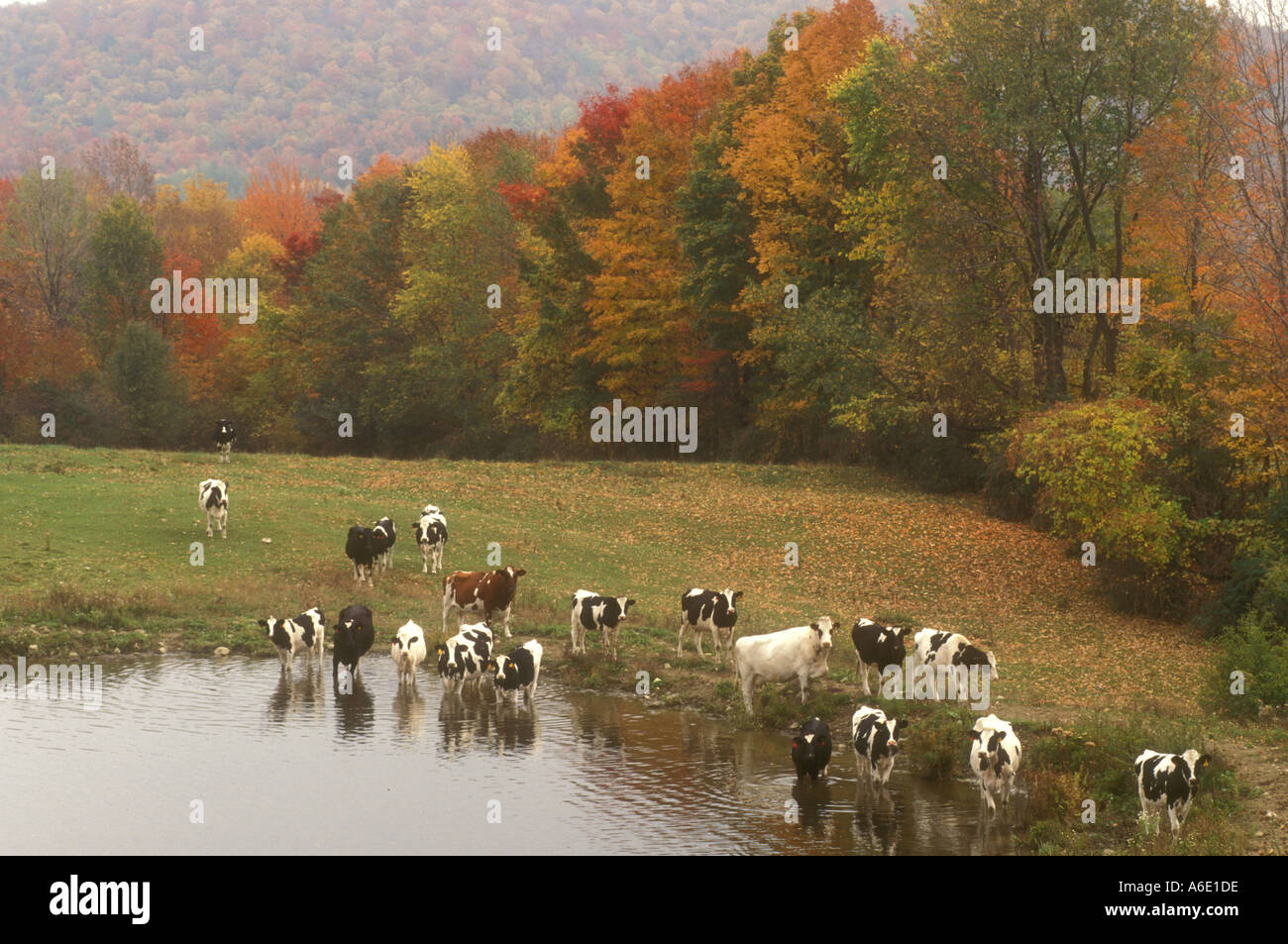 Dairy farm vermont autumn hi-res stock photography and images - Alamy