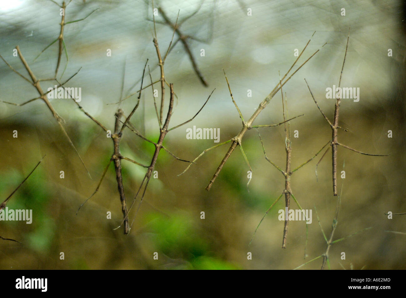 | Vietnamesische Stabheuschrecke an Glasscheibe baculum extradentatum Vietnam | Stock Photo