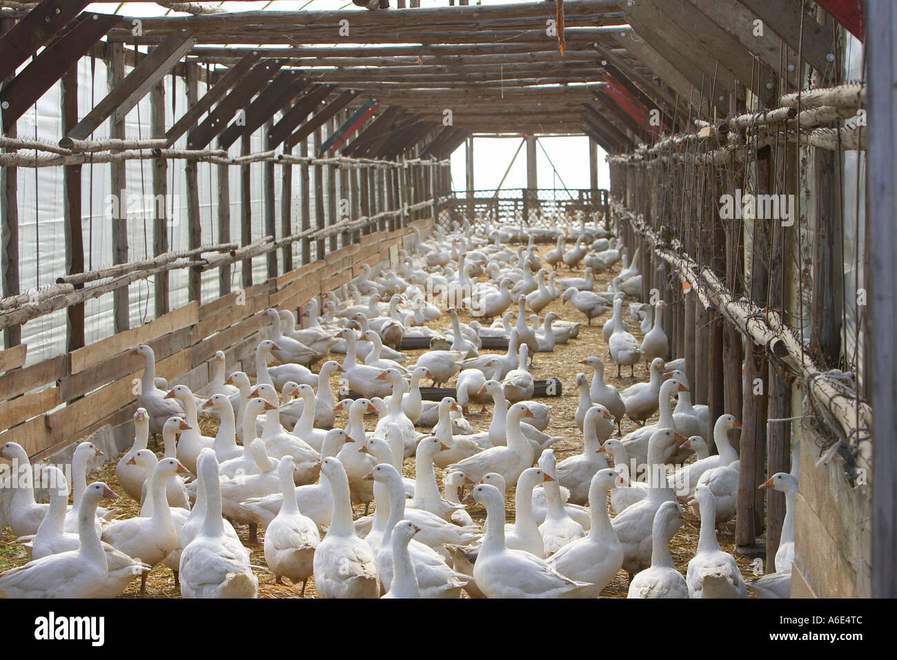 DEU, Federal Republic of Germany, Heidelberg, the geese of the poultry