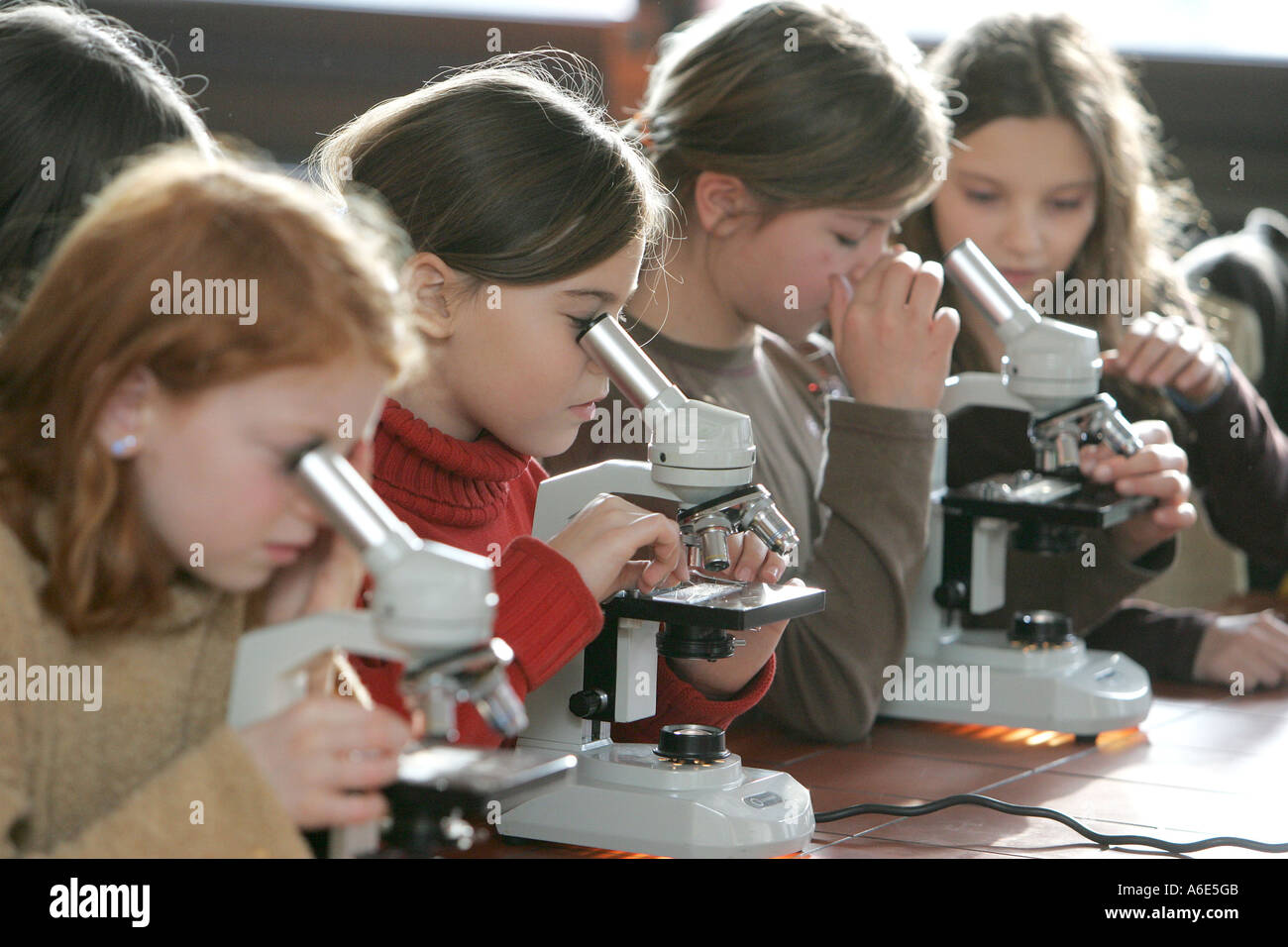 DEU, Federal Republic of Germany, Viernheim, pupils work with the microscope Stock Photo