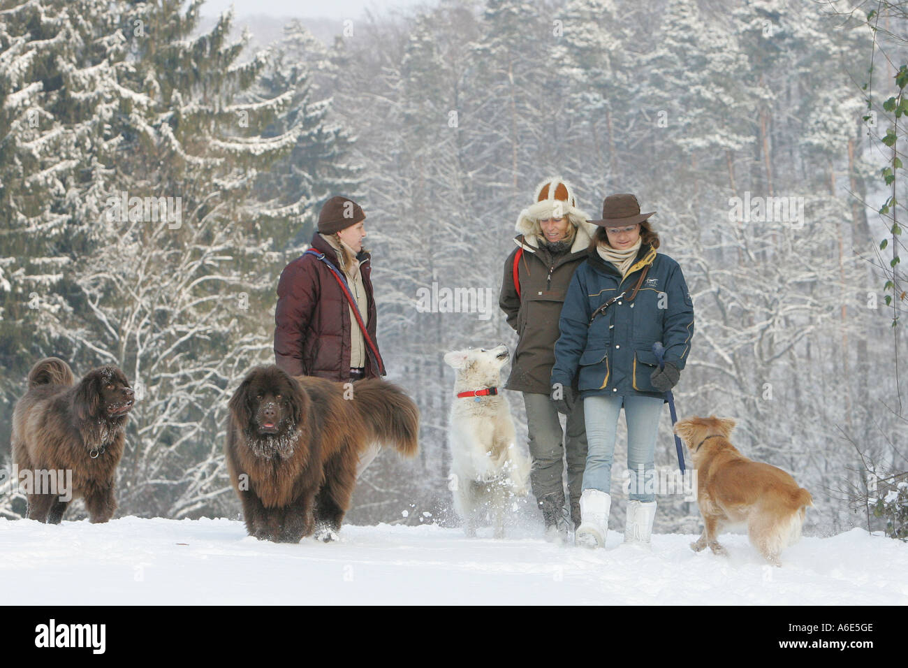 DEU, Federal Republic of Germany, Heidelberg, walking in the snow with dogs Stock Photo