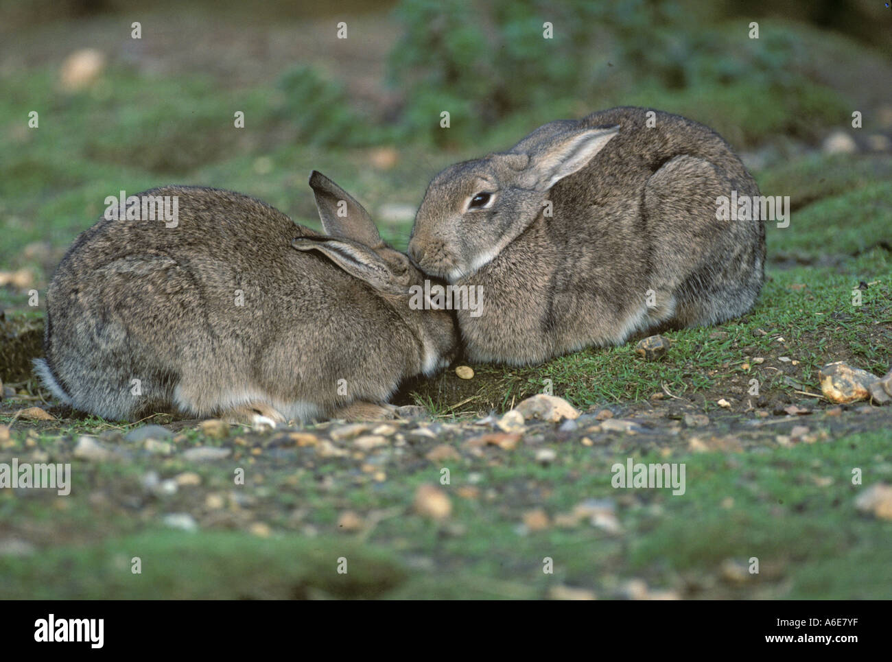 Rabbit Oryctolaous cuniculus Pair Stock Photo