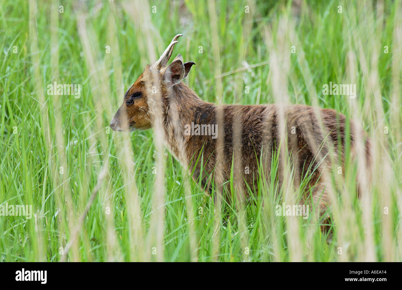 Muntjac deer buck behind reeds Stock Photo - Alamy
